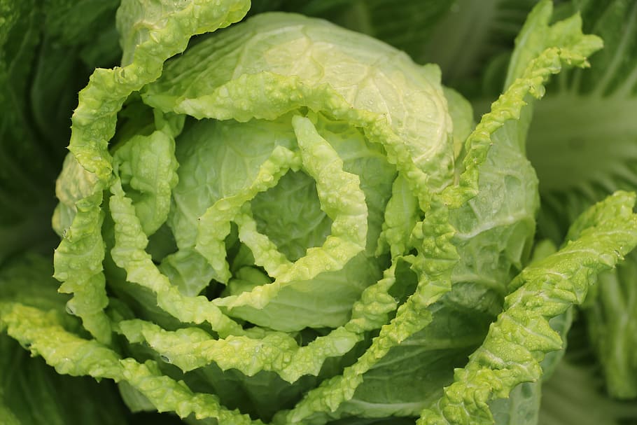 lettuce close up photography, vegetable, chinese cabbage, cabbage tea HD wallpaper