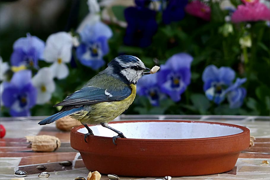 blue and yellow bird on brown tray, tit, blue tit, cyanistes caeruleus, HD wallpaper