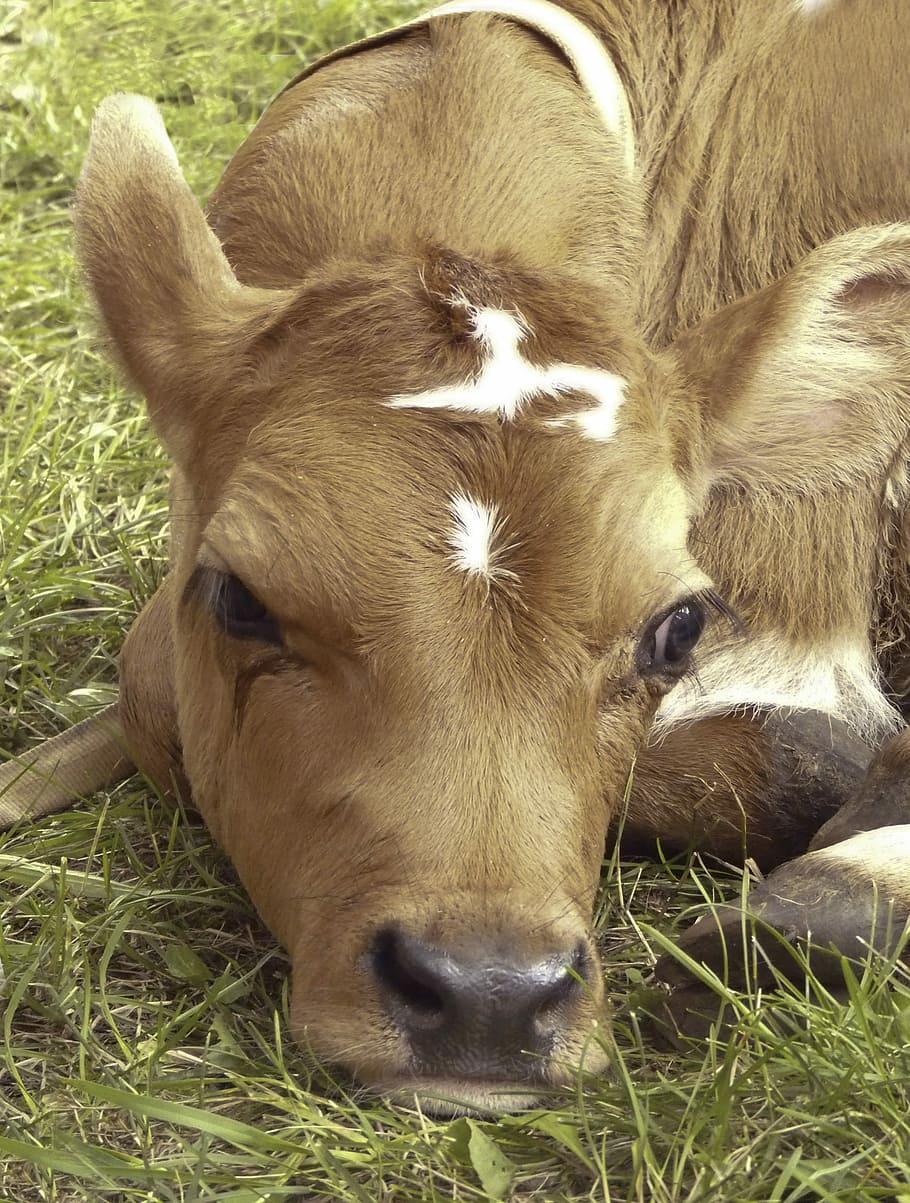 Calf, Farm Animal, Animal, Farm, Cute, Cattle, cow, baby, adorable, HD wallpaper