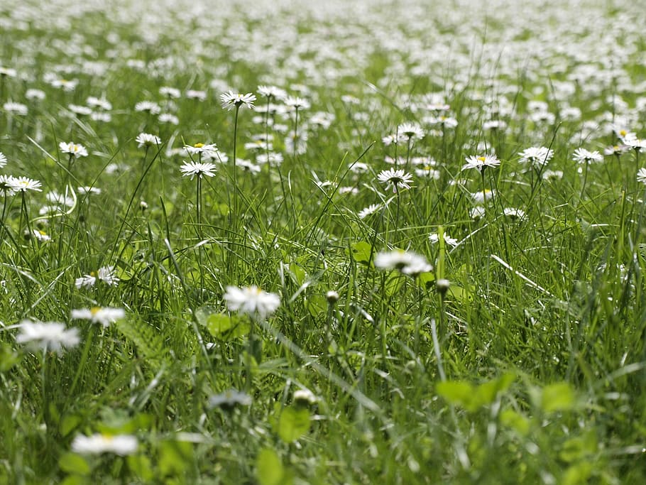 Daisies, Meadow, Nature, Spring, Daisy, flower, white, grass HD wallpaper