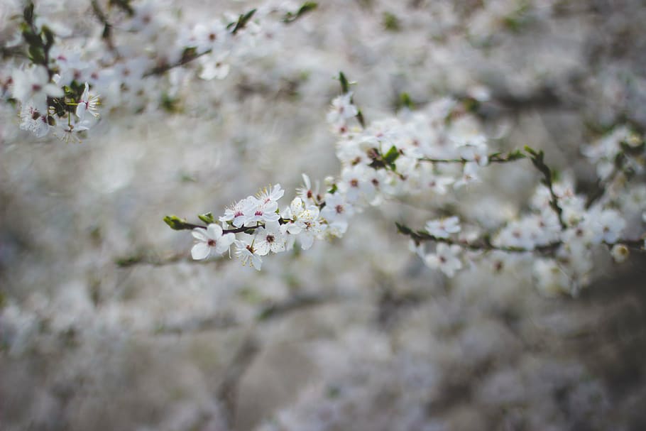closeup photo of white petaled flower, bloom, bokeh, blur, tree HD wallpaper