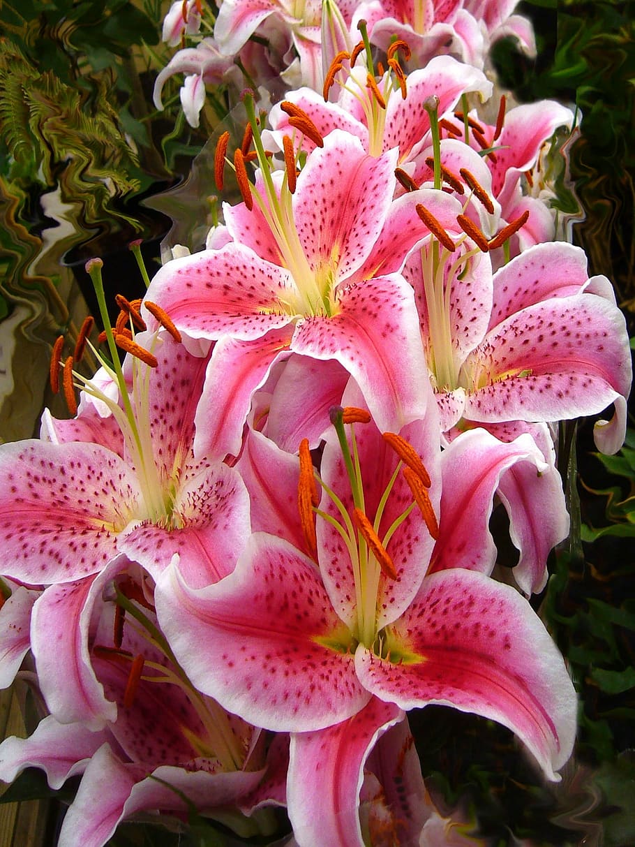 Hd Wallpaper Pink Oriental Lily Flowers In Closeup Photo Lilies Lily