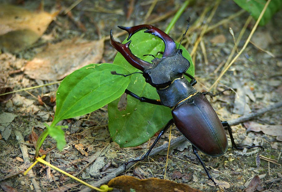 brown elephant stag beetle on ground, roháč, lucanus cervus