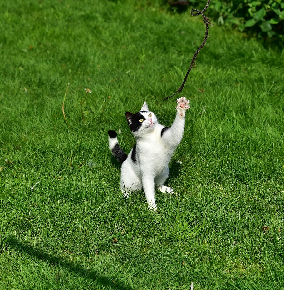 cat on green grass, play, young cat, mieze, domestic cat, fun HD wallpaper