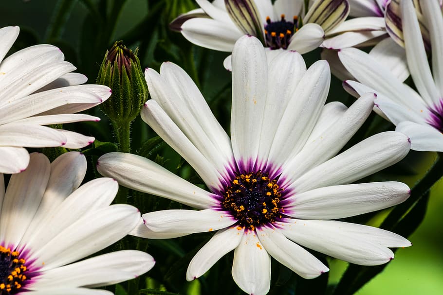 daisy, white, flower, macro, flower heads, natural, flowering plant HD wallpaper