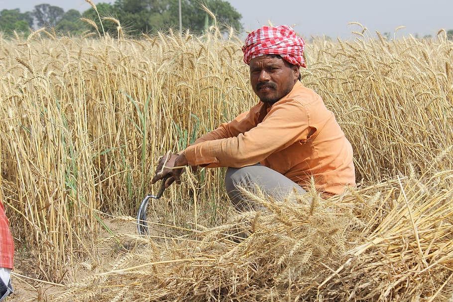 man holding gray sickle, Wheat Fields, Punjab, Patiala, Men, farmer