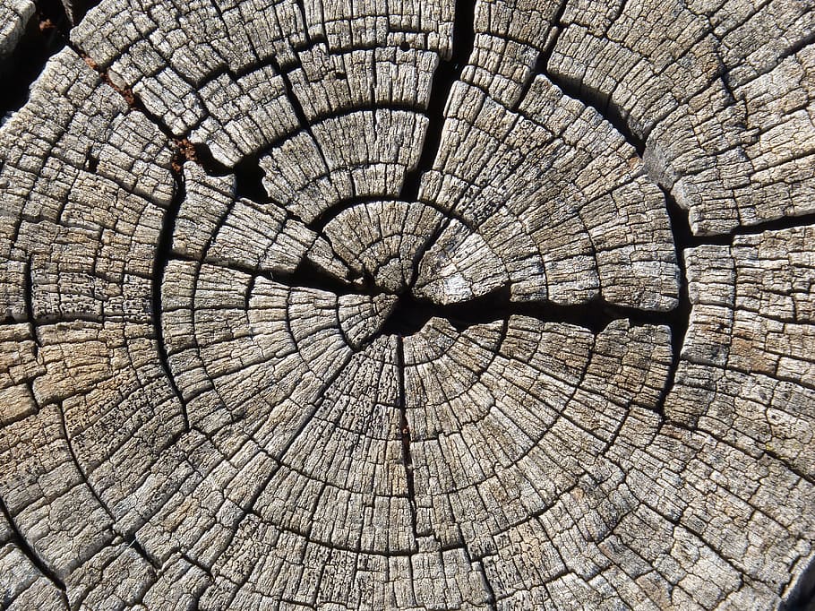 Trunk, Section, Wood, Growth Rings, worn, almond tree, cross-section HD wallpaper