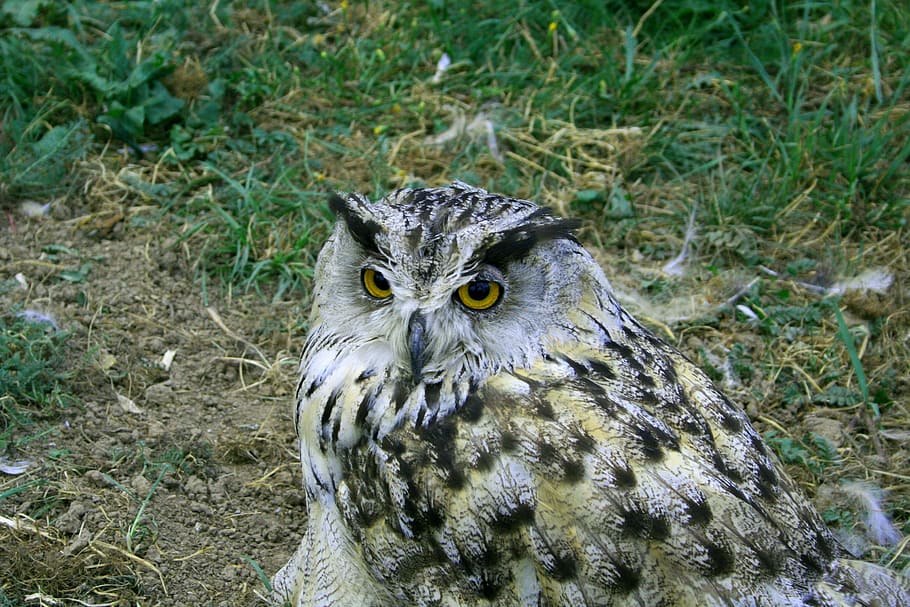 owl, bird, wisdom, animal themes, one animal, bird of prey HD wallpaper