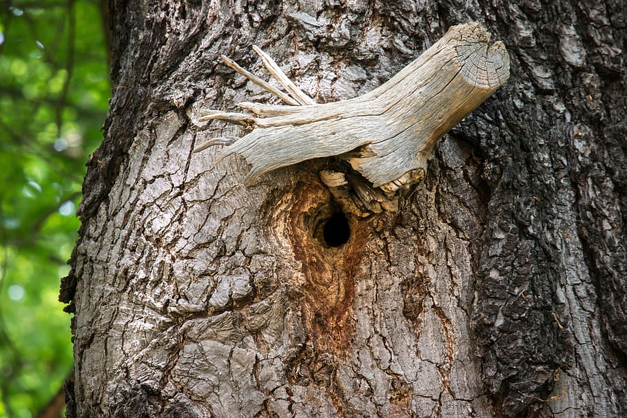 knothole, nest, nesting place, tree, bark, branch, cave, bird's nest