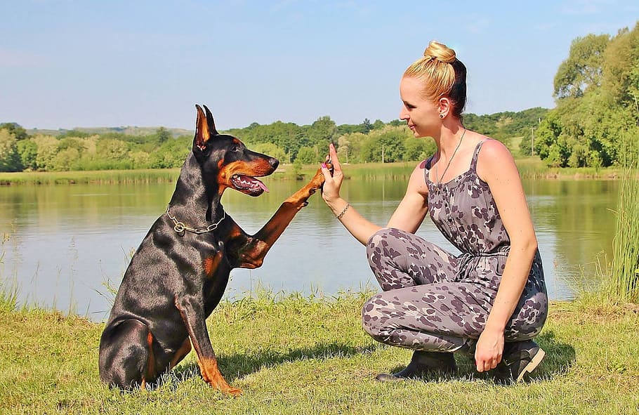woman in gray and white romper pants high fiving a Doberman Pinscher dog near body of water, HD wallpaper