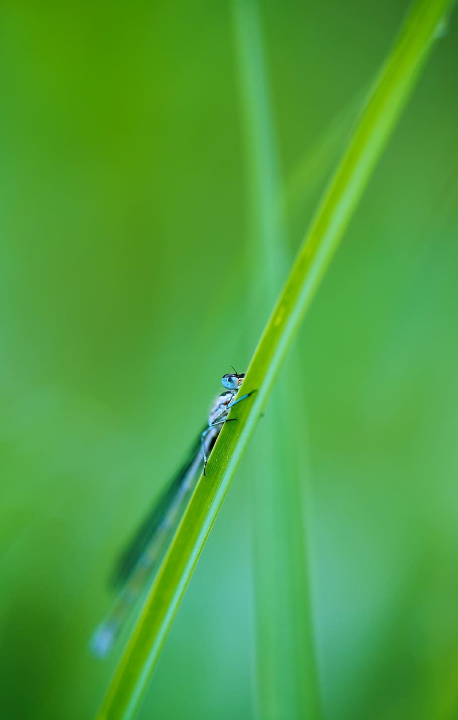 small dragonfly, grass, insect, eyes, nature, blue, blur, macro HD wallpaper