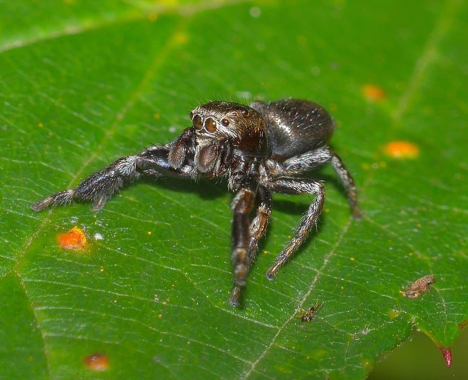 nature, insects, spider, predator, macro, animal wildlife, animal themes HD wallpaper