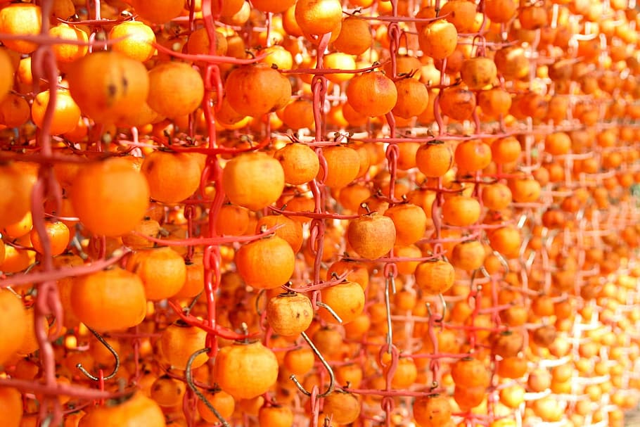 Persimmon, Orange, Fruit, week leung notes leung, plantation HD wallpaper