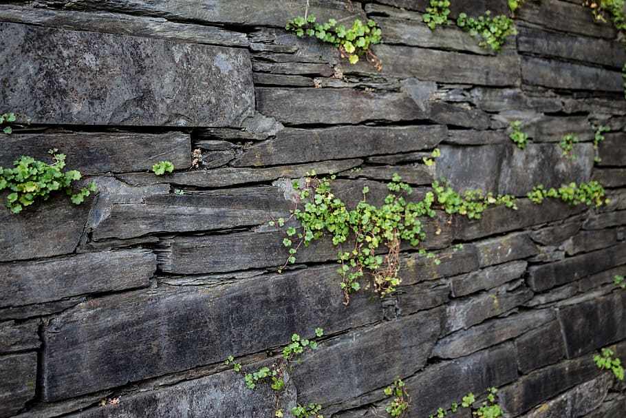green leafed plant on rock, wall, structure, stone, texture HD wallpaper
