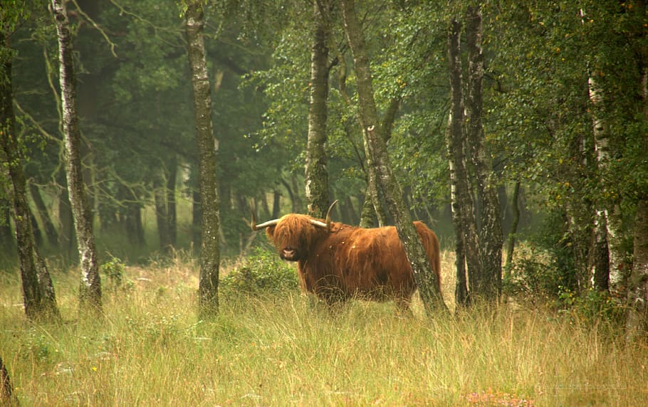 Nature, Scottish Highlander, Oxen, one animal, animal wildlife, HD wallpaper