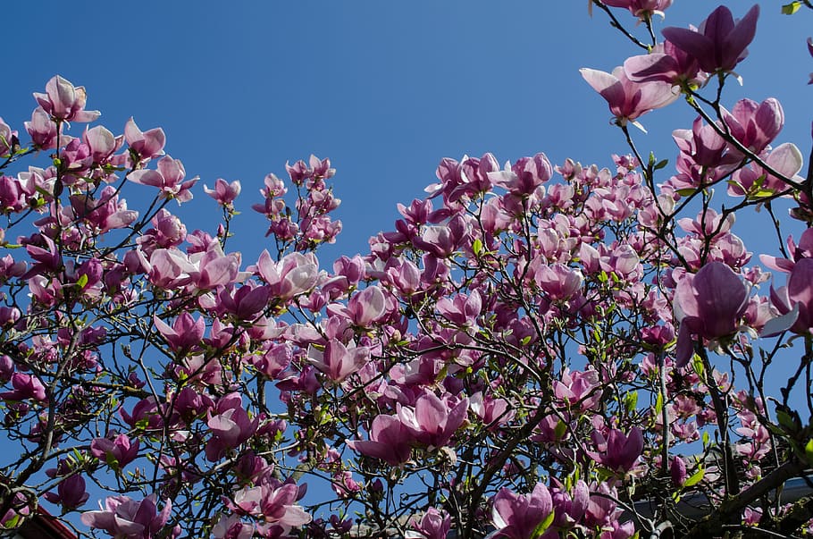 Flowers, Tree, Magnolia, Springtime, nature, fragility, pink color HD wallpaper
