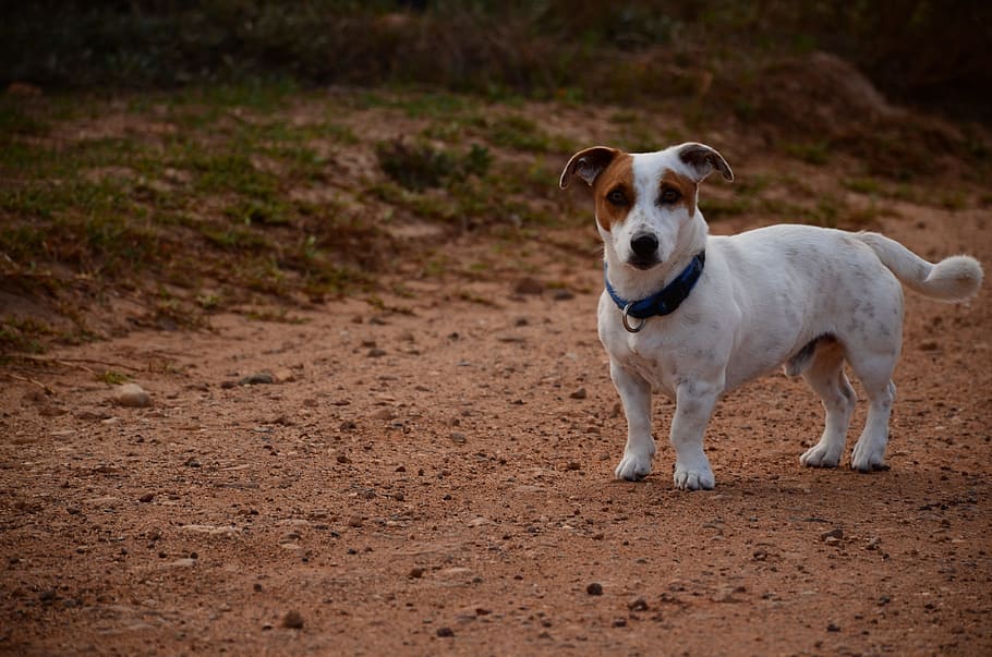 Dog, Road, Pet, one animal, domestic animals, animal themes HD wallpaper