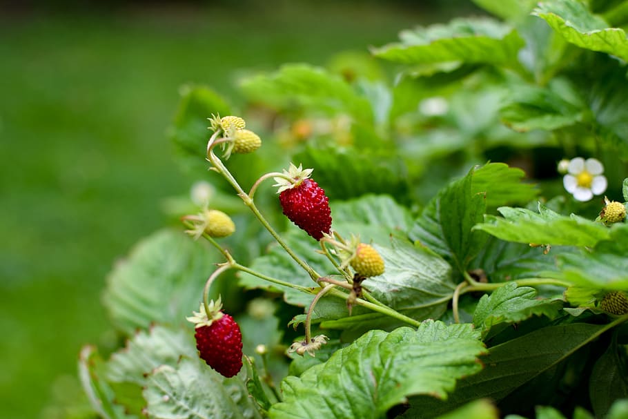 wild strawberry, summer, greenery, garden, plant, berry fruit, HD wallpaper