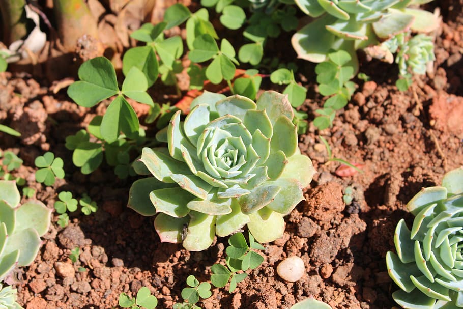 flower, succulents, green, leaf, plant, plant part, growth HD wallpaper