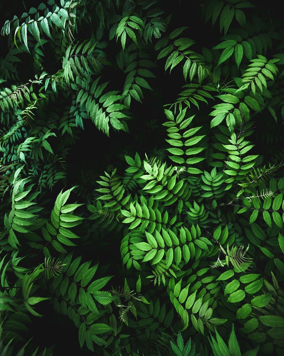 HD wallpaper: close up photo of green fern plant, green leafed plant ...