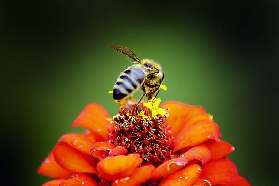 nature, insect, bee, flower, outdoors, honey, closeup, honeybee HD wallpaper