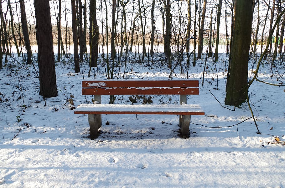 Bench, Forest, Winter, Tree, snow, cold temperature, weather HD wallpaper