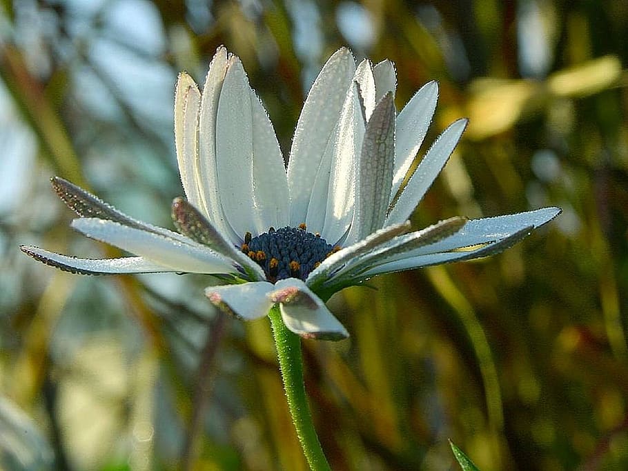 petals, flowers, drops, dew, water, landscapes, nature, plant HD wallpaper