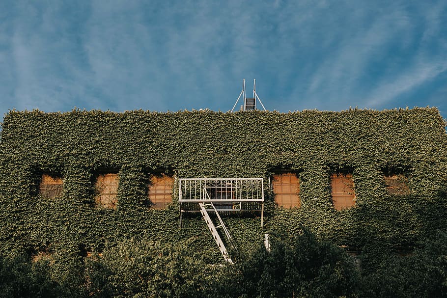 house cover with green grass photography, vineyard, plants HD wallpaper
