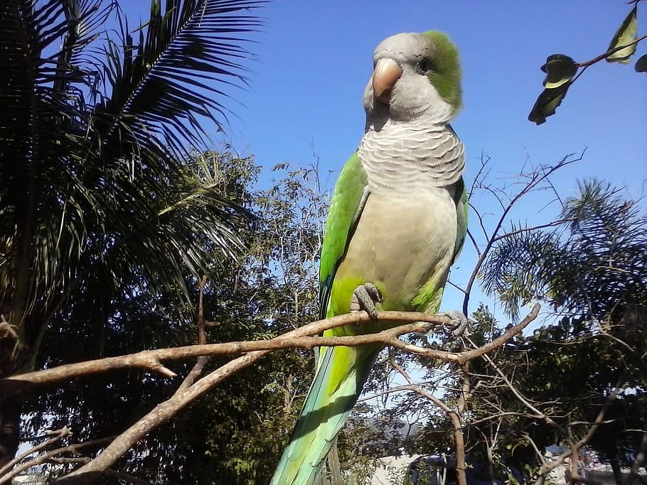 Bird, Tree, Parrots, sky, one animal, animals in the wild, animal wildlife HD wallpaper