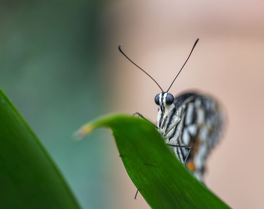 butterfly, sheet, macro, animal themes, plant part, invertebrate HD wallpaper