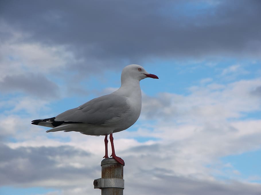 seagull, bird, sky, outdoor, dom, nature, natural, animal wildlife HD wallpaper