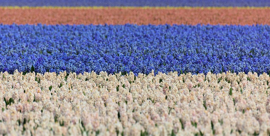 hyacinth, field, fields, blue, white, background, wallpaper HD wallpaper