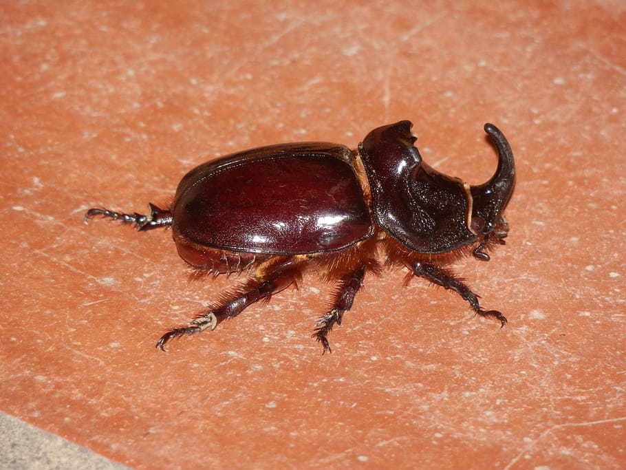 rhinoceros beetle, insect, riesenkaefer, brown, horn, scarabée rhinocéros, HD wallpaper