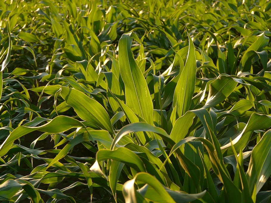 cornfield, corn leaves, cultivation, green, leaf, pet food HD wallpaper