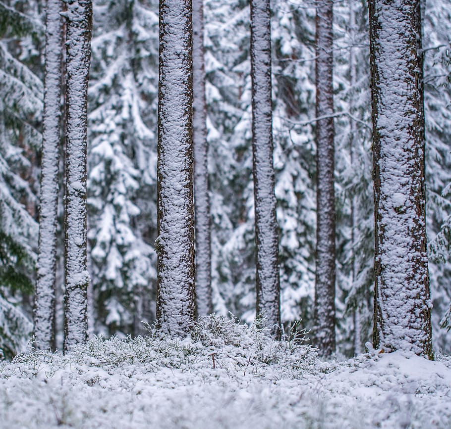 snow covered trees, winter, the trunks of the trees, pine, efi, HD wallpaper
