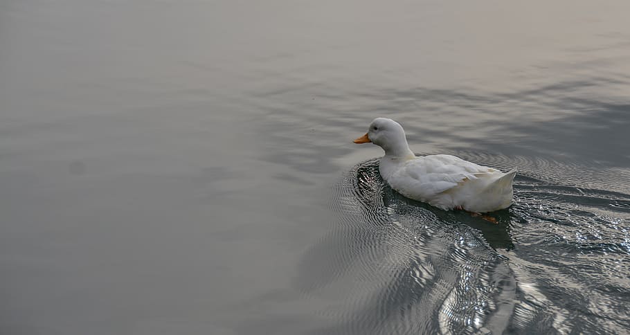 duck, water, pond, animal themes, animal wildlife, animals in the wild HD wallpaper