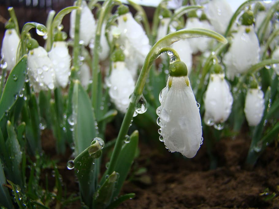 Snowdrops, White, Nature, Spring, Symbol, delicate, beauty HD wallpaper