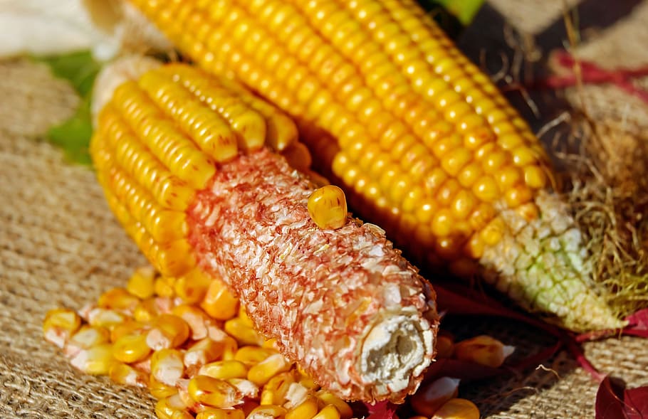 two corns, corn on the cob, corn kernels, yellow, vegetables HD wallpaper