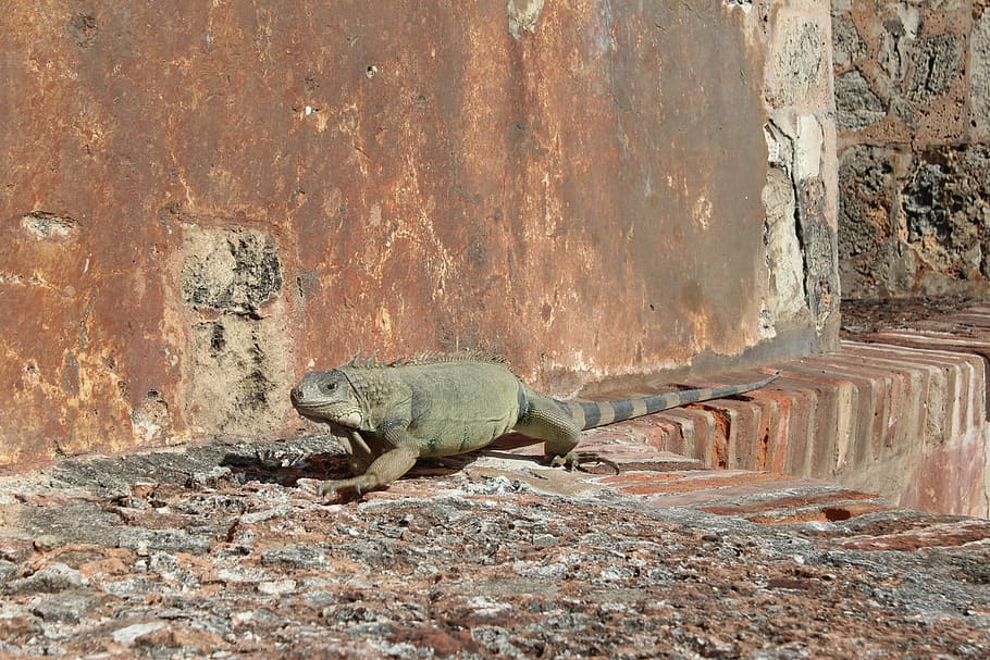 lizard, dragon, reptile, animal themes, one animal, animal wildlife HD wallpaper