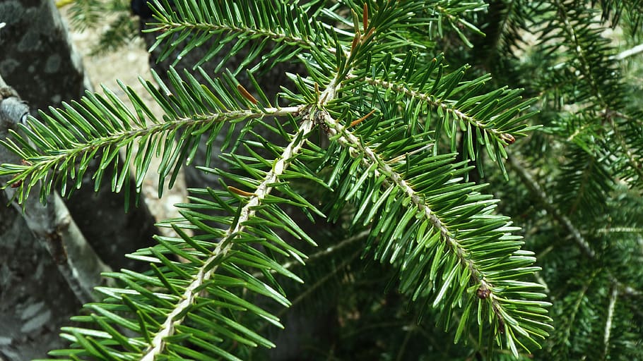 leaf, nature, tree, plant, foliage, green color, plant part HD wallpaper