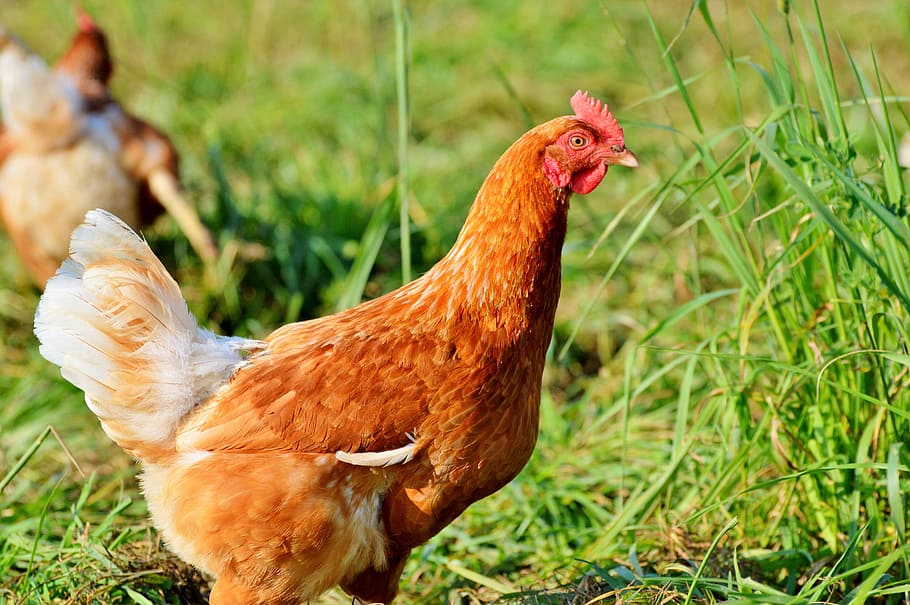 chicken, hen, poultry, range, livestock, farm, bird, chickens HD wallpaper