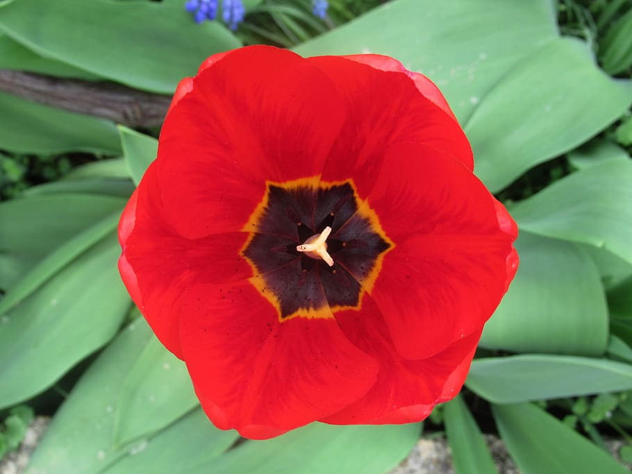 spring, tulip, flower, freshness, petal, flowering plant, beauty in nature HD wallpaper