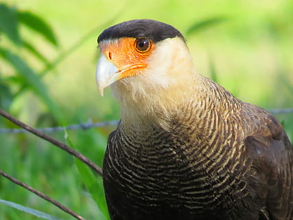 Bird, Prey, Caracara, carcará, carcara, nature, natural, predator HD wallpaper