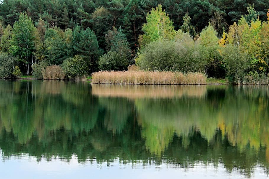 Trees, Lake, Reed, Water, Reflection, mirroring, river landscape HD wallpaper