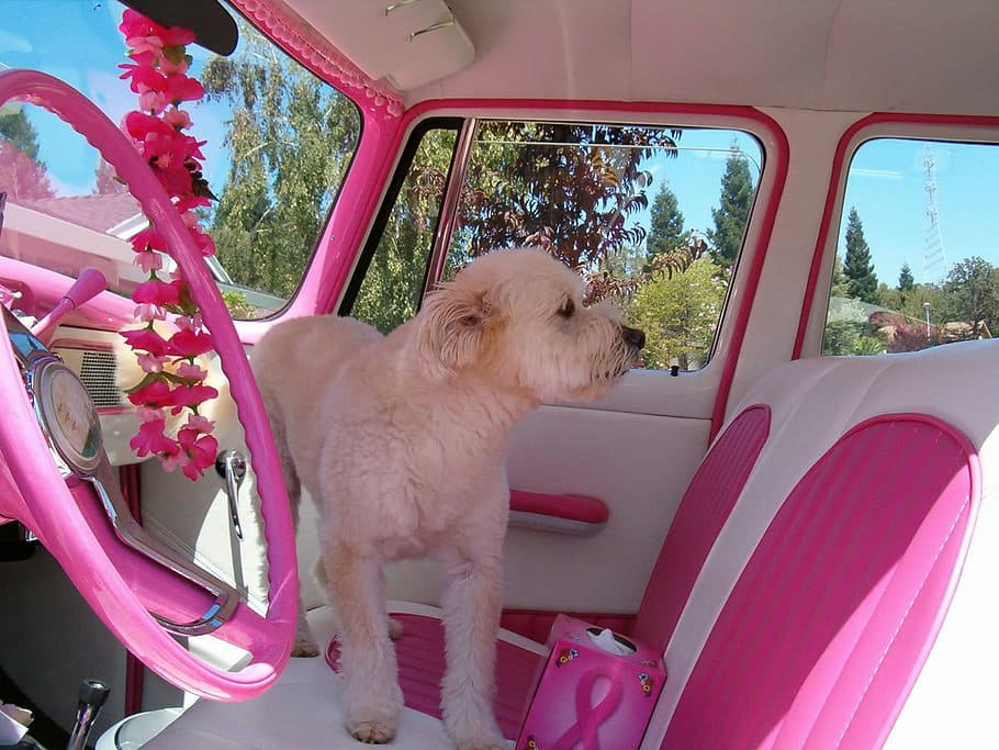 cream Labrador Retriever puppy inside a car with pink and white leather chairs HD wallpaper