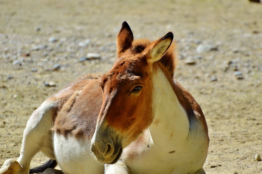 donkey, muli, mule, animal, zoo, tierpark hellabrunn, munich HD wallpaper