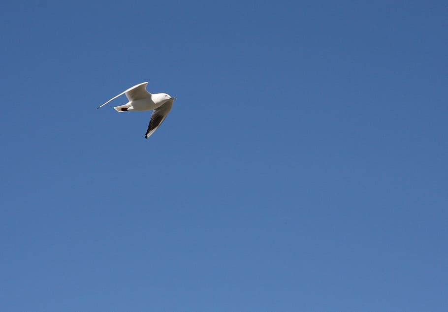 Seagull, Bird, Fly, Wings, Feather, sky, wildlife, beak, dom HD wallpaper