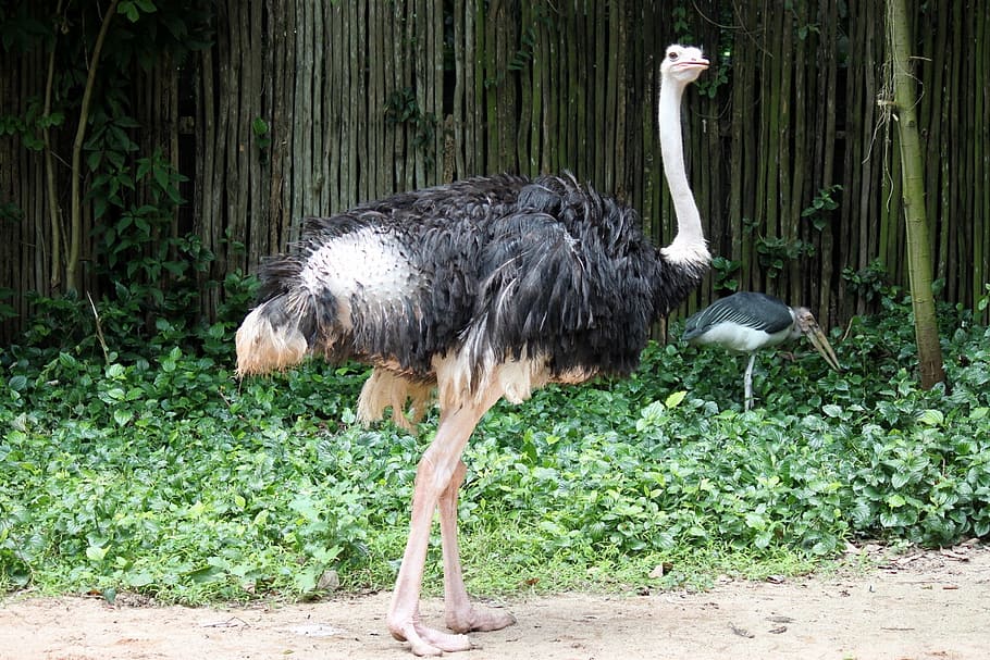 ostrich, jurong, park, bird, wings, feather, wildlife, beak, HD wallpaper