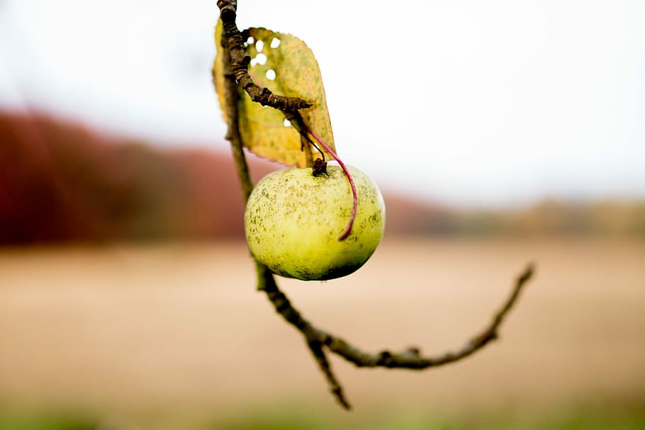 Apple, Field, Close, autumn, fruit, close-up, focus on foreground HD wallpaper