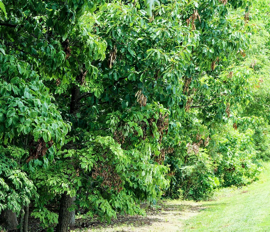 Trees, Foliage, Insect, Damage, insect damage, cicada damage HD wallpaper